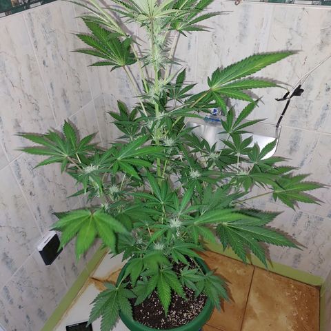 Sasha growlog timeline photo