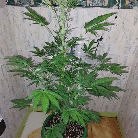 Sasha growlog timeline photo