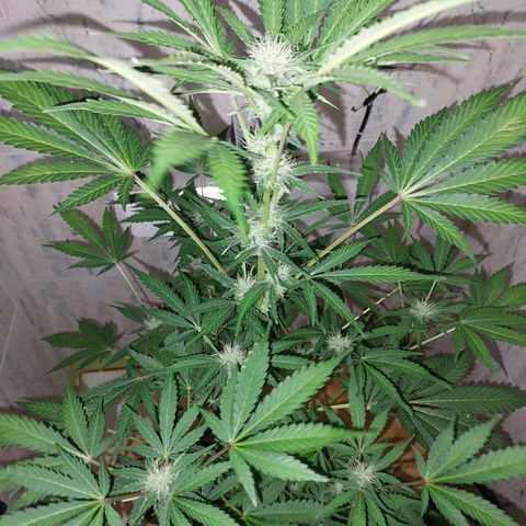 Sasha growlog timeline photo