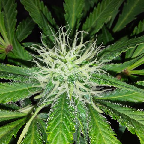 Sasha growlog timeline photo