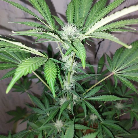 Sasha growlog timeline photo