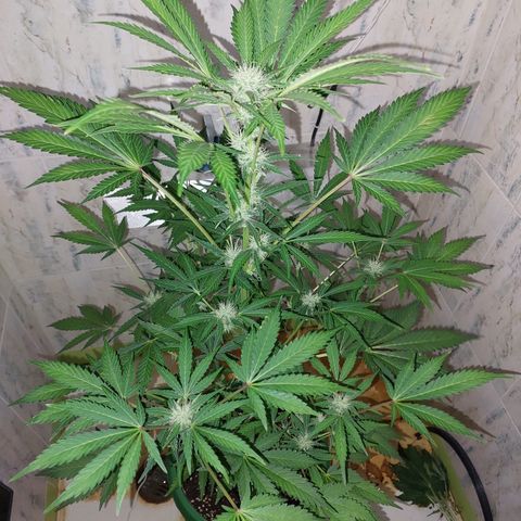 Sasha growlog timeline photo
