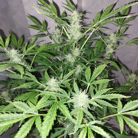 Victoria growlog timeline photo