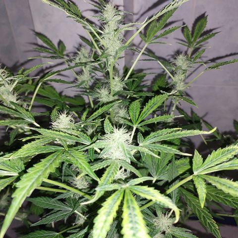 Victoria growlog timeline photo