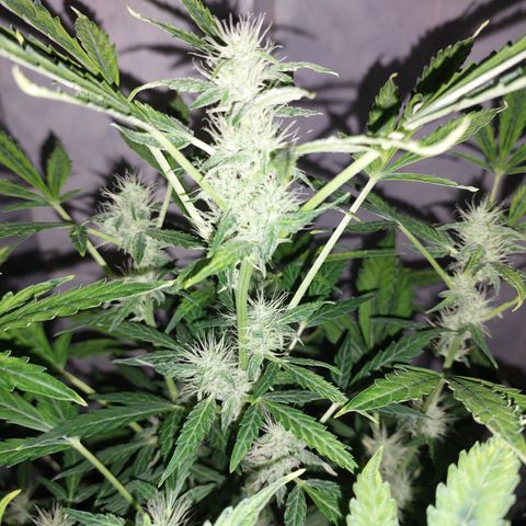 Victoria growlog timeline photo