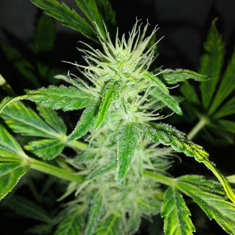 Victoria growlog timeline photo