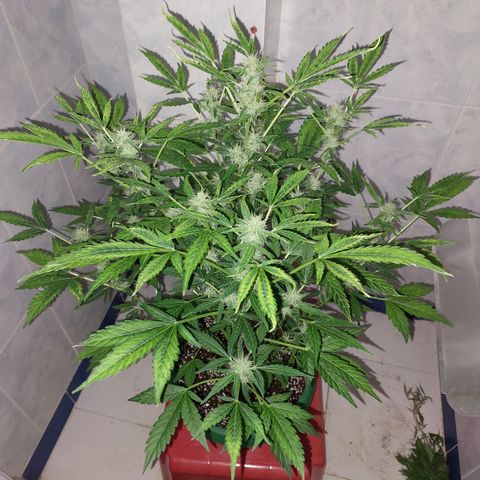 Victoria growlog timeline photo