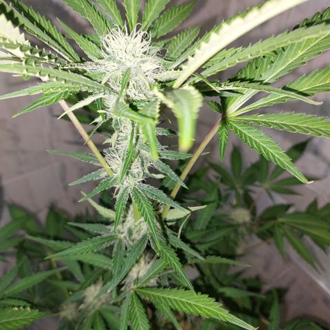 Sasha growlog timeline photo