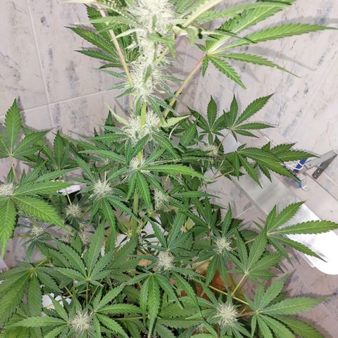 Sasha growlog timeline photo