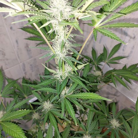 Sasha growlog timeline photo