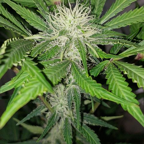 Sasha growlog timeline photo