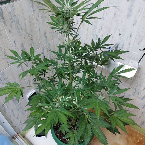 Sasha growlog timeline photo