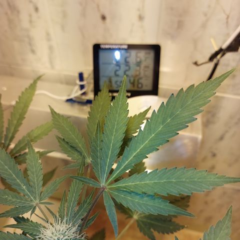 Sasha growlog timeline photo