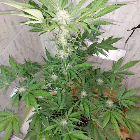 Sasha growlog timeline photo