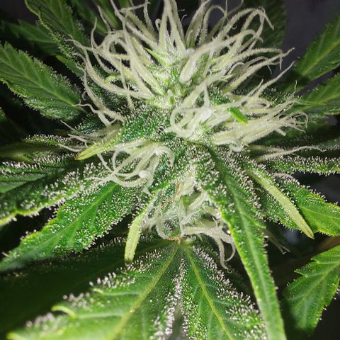 Sasha growlog timeline photo