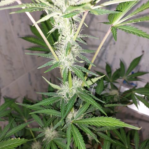 Sasha growlog timeline photo