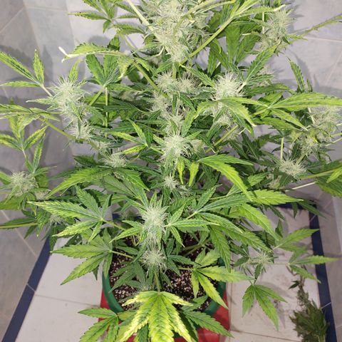 Victoria growlog timeline photo