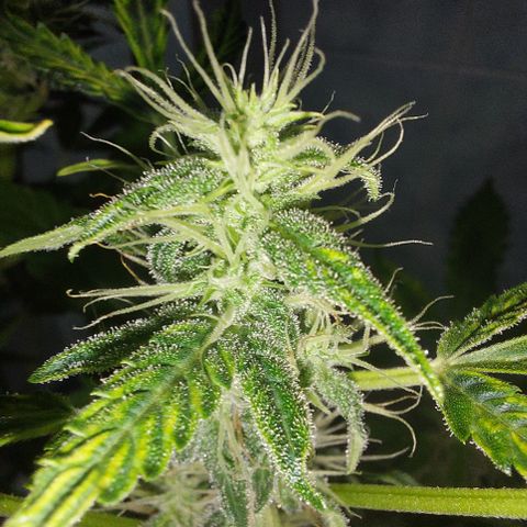 Victoria growlog timeline photo