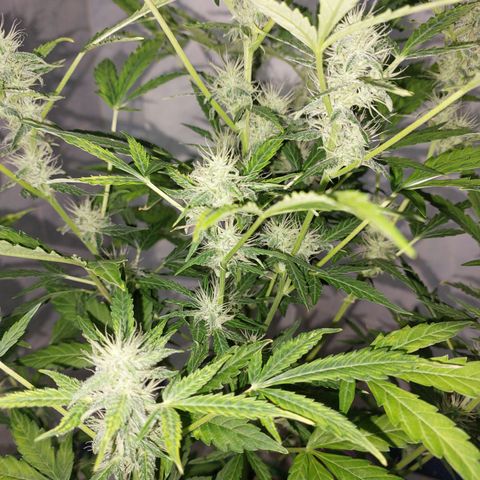 Victoria growlog timeline photo