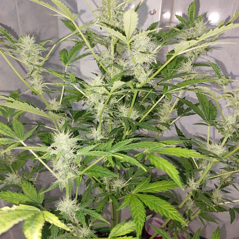 Victoria growlog timeline photo