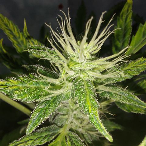 Victoria growlog timeline photo