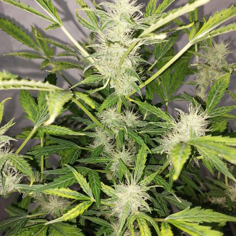 Victoria growlog timeline photo