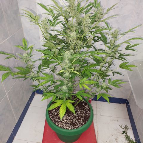 Victoria growlog timeline photo