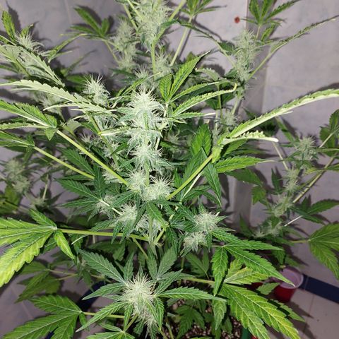 Victoria growlog photo: Moñas por todos lados :) 