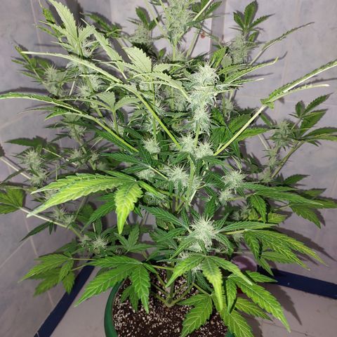 Victoria growlog photo: Moñas por todos lados :) 