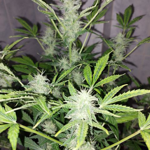 Victoria growlog photo: Moñas por todos lados :) 