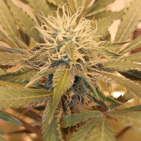 Sasha growlog timeline photo