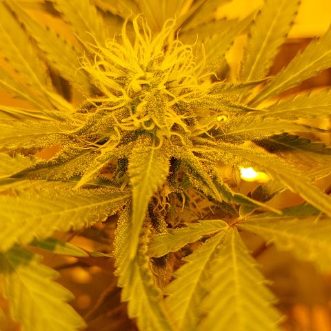 Sasha growlog timeline photo