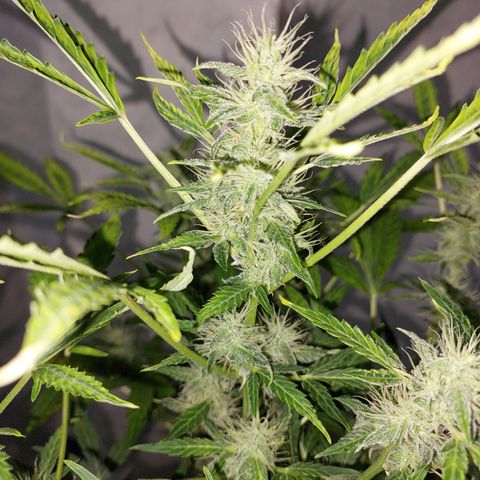 Victoria growlog timeline photo