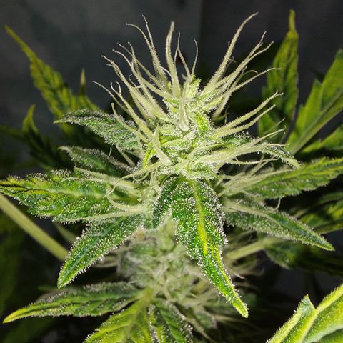 Victoria growlog timeline photo