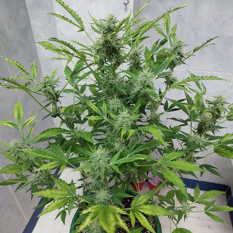 Victoria growlog timeline photo