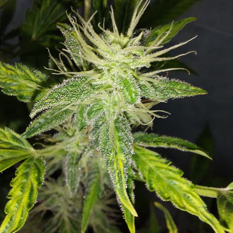 Victoria growlog timeline photo