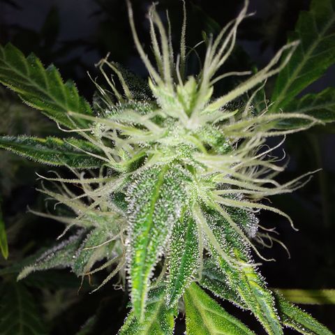 Victoria growlog timeline photo