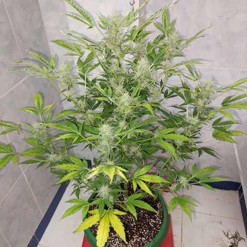 Victoria growlog timeline photo