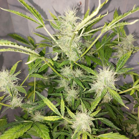 Victoria growlog timeline photo