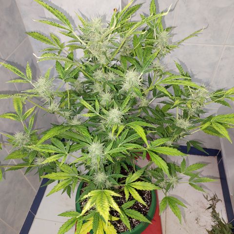 Victoria growlog timeline photo