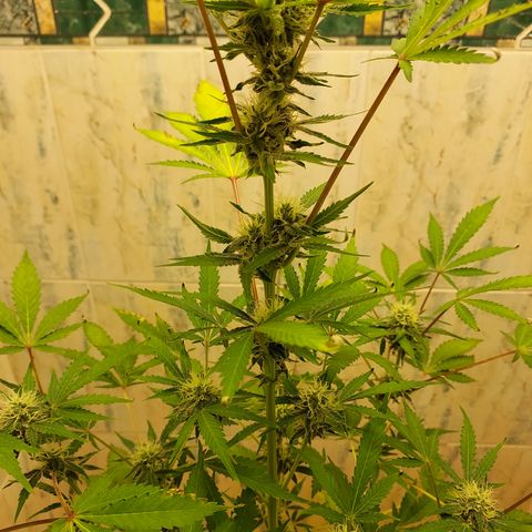 Sasha growlog timeline photo