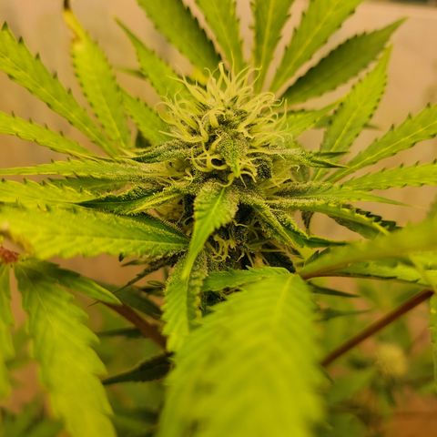 Sasha growlog timeline photo