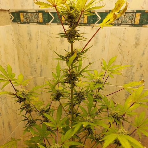 Sasha growlog photo: A pocos días de cosechar. El olor está fuerte :)  jeje