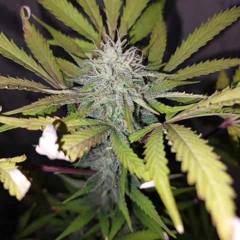 Sasha growlog photo: A pocos días de cosechar. El olor está fuerte :)  jeje