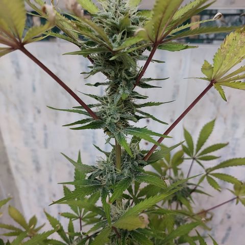 Sasha growlog photo: A pocos días de cosechar. El olor está fuerte :)  jeje