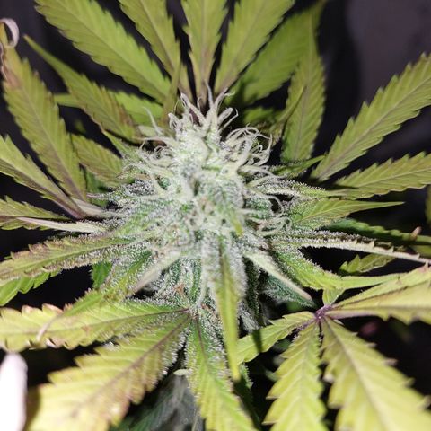 Sasha growlog photo: A pocos días de cosechar. El olor está fuerte :)  jeje