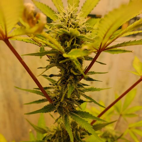 Sasha growlog photo: A pocos días de cosechar. El olor está fuerte :)  jeje