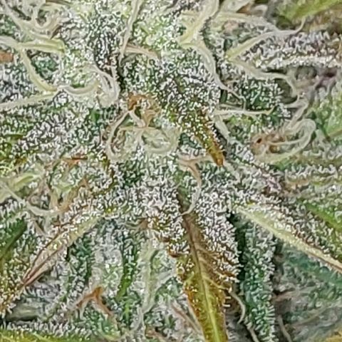 Sasha growlog timeline photo