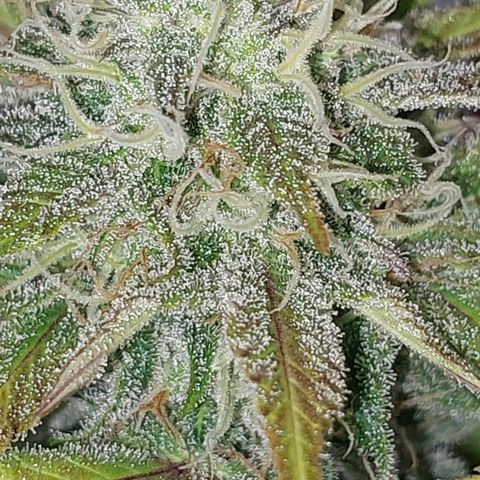 Sasha growlog timeline photo