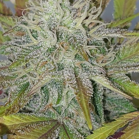 Sasha growlog timeline photo